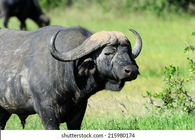 Wild African buffalo bull. Africa, Kenya - Shutterstock ID 215980174
