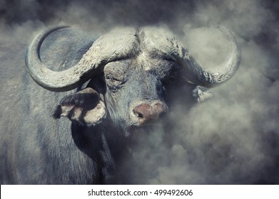 Wild African Buffalo Bull In Smoke On Dark Background