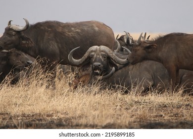 Wild African Buffalo Herd At The Savanna