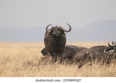 Wild African Buffalo Herd At The Savanna