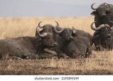 Wild African Buffalo Herd At The Savanna