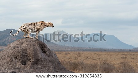 Wild african cheetah, beautiful mammal animal. Africa, Kenya