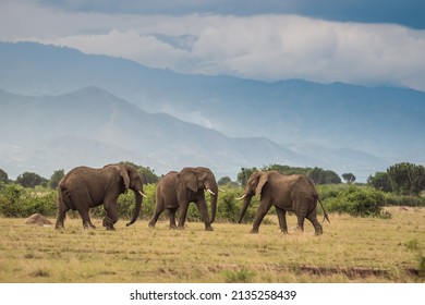 Wild African Elephant Close Up, Botswana, Africa