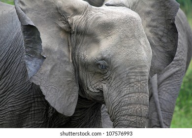 Elephants Stock Photo (Edit Now) 749167099