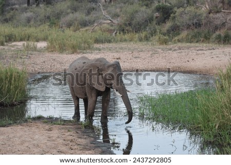 wild african elephant drinking water