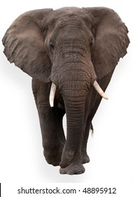 wild African elephant isolated on white background