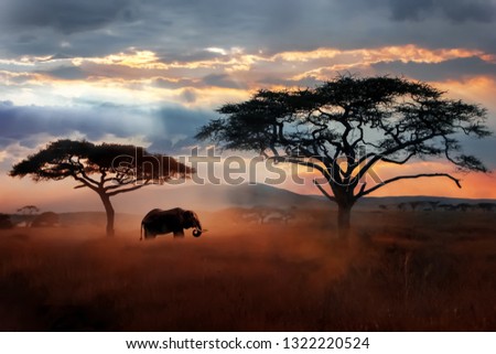 Wild African elephant in the savannah. Serengeti National Park. Wildlife of Tanzania. African landscape.