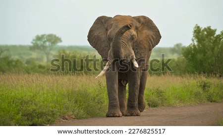 Wild African elephants (Loxodonta), Kenya