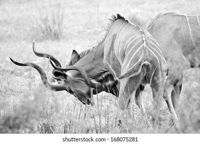 1,239 Black white kudu Images, Stock Photos & Vectors | Shutterstock