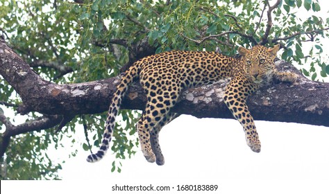 Wild African Leopard In Tree