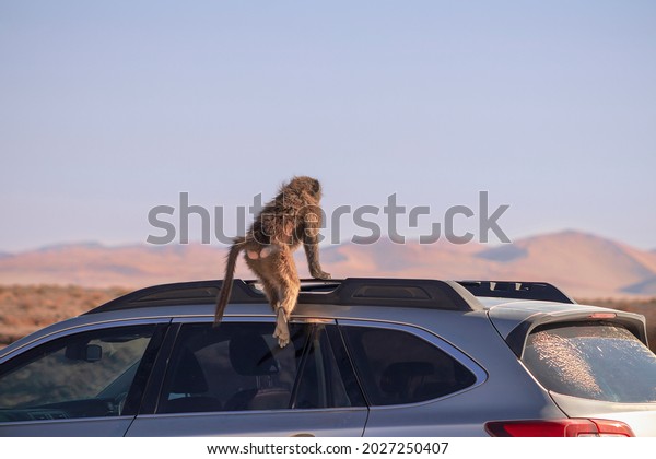 Wild african life. A Large Male Baboon sitting \
on the car hood on a sunny\
day
