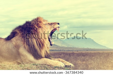 Wild african lion. Vintage effect. National park of Kenya, Africa