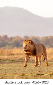 Wild African Lion walking across the savannah - Shutterstock ID 416673028