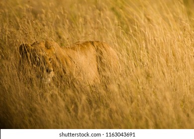 Wild African Lioness Hunting In Tall Grass - Powered by Shutterstock