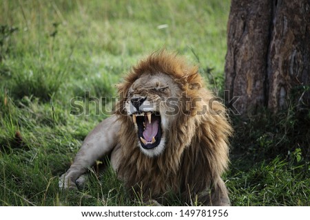 Wild African Male Lion Growling and Showing Dangerous Teeth