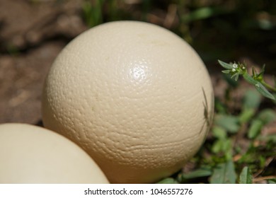 Wild African Ostrich Eggs On The Ground Outdoor.Cook Natural Food On Trophy Tour.Exotic Birds Egg In Africa.Heavy & Tough Bird Eggshell