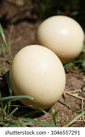 Wild African Ostrich Eggs On The Ground Outdoor.Cook Natural Food On Trophy Tour.Exotic Birds Egg In Africa.Heavy & Tough Bird Eggshell