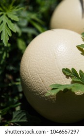 Wild African Ostrich Eggs On The Ground Outdoor.Cook Natural Food On Trophy Tour.Exotic Birds Egg In Africa.Heavy & Tough Bird Eggshell