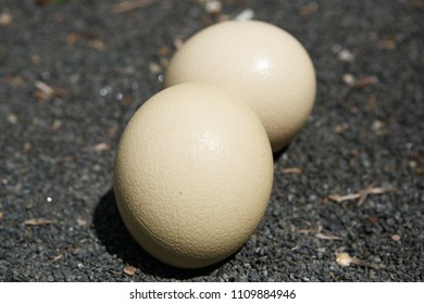 Wild African Ostrich Eggs On The Ground Outdoor.Cook Natural Food On Trophy Tour.Exotic Birds Egg In Africa.Heavy & Tough Bird Eggshell