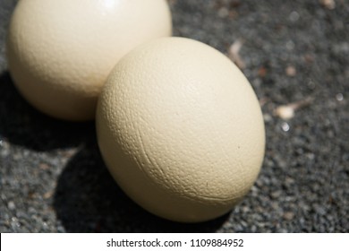 Wild African Ostrich Eggs On The Ground Outdoor.Cook Natural Food On Trophy Tour.Exotic Birds Egg In Africa.Heavy & Tough Bird Eggshell