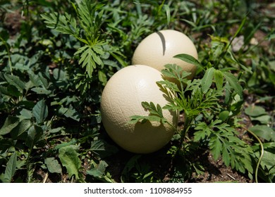 Wild African Ostrich Eggs On The Ground Outdoor.Cook Natural Food On Trophy Tour.Exotic Birds Egg In Africa.Heavy & Tough Bird Eggshell