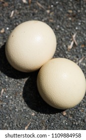 Wild African Ostrich Eggs On The Ground Outdoor.Cook Natural Food On Trophy Tour.Exotic Birds Egg In Africa.Heavy & Tough Bird Eggshell