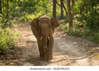 salvaje agresivo joven elefante asiático o Elephas maximus indicus obstáculo de carretera atacando de frente en temporada de verano safari fondo verde natural dhikala Jim corbett parque nacional bosque uttarakhand India
