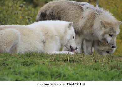 Lion Pooping Zoo Enclosure Stock Photo Shutterstock