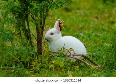 An Wild Albino Rabbit In An English Meadow