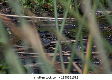 Wild Alligator In Lake Tohopekaliga