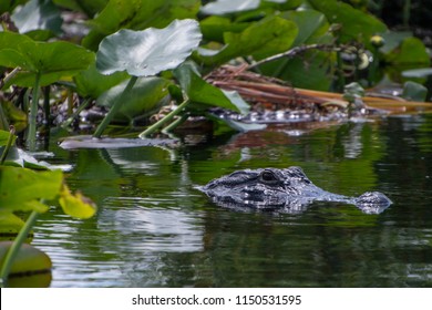 Wild Alligator In Lake Tohopekaliga