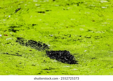 Wild alligator sunning against algae 
 - Powered by Shutterstock