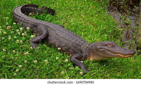 Wild Alligator In The Swampy Areas Of Cajun Country