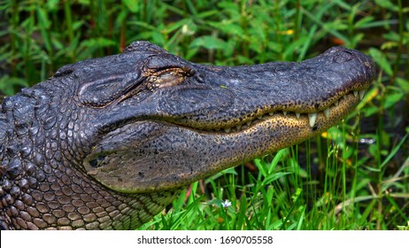 Wild Alligator In The Swampy Areas Of Cajun Country