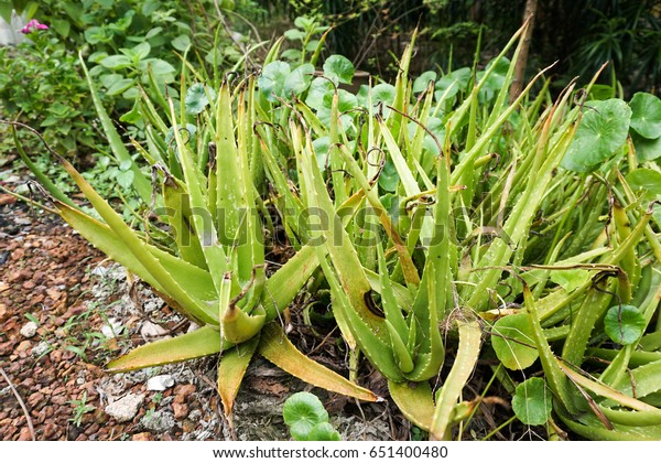 Wild Aloe Plant Nature Aloe Vera Stock Photo Edit Now 651400480