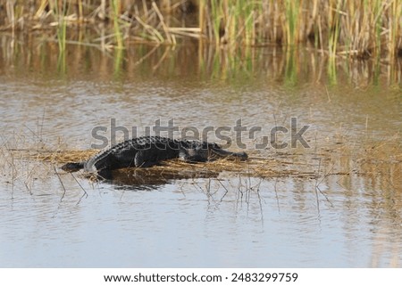 Similar – Image, Stock Photo American alligator basking in Miami, Florida