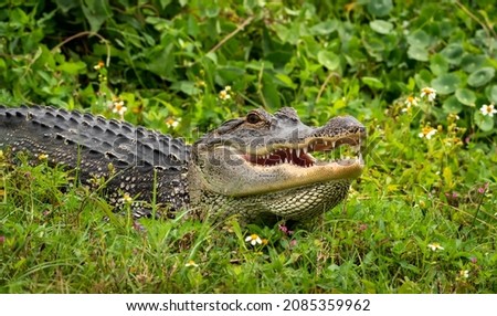 Wild American Alligator closeup taken at Viera Wetlands Florida.