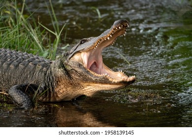 Wild American Alligator Natural Behavior At Orlando Wetlands At Cape Canaveral Florida.