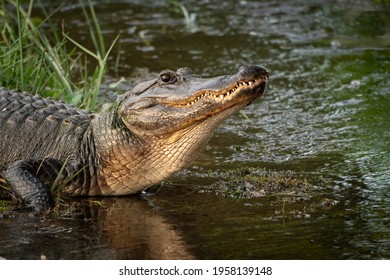 Wild American Alligator Natural Behavior At Orlando Wetlands At Cape Canaveral Florida.