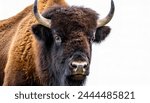 Wild American bison or buffalo - bison bison - are North America largest terrestrial animals standing looking at camera face and head closeup isolated on white background 