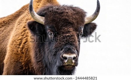 Wild American bison or buffalo - bison bison - are North America largest terrestrial animals standing looking at camera face and head closeup isolated on white background 