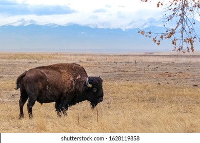 Wild American Bison Colorado Front Range