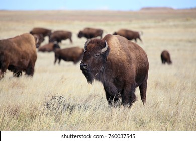 Wild American Bison Herd On The Great Plains Of Colorado