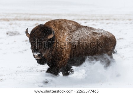 Wild American Bison running in the snow.