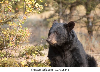 Wild American Black Bear