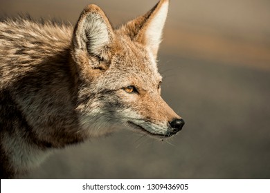 Wild American Coyote In The Desert Of California. Isolated Close Up. 