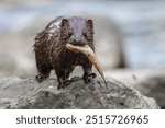 Wild American mink with a fish in its month