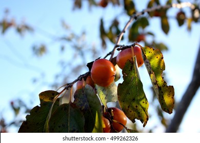 Wild American Persimmon (Diospyros Virginiana).