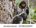 A wild American Three-Toed Woodpecker in Katmai National Park in Alaska.