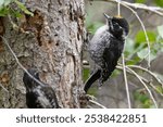 A wild American Three-Toed Woodpecker in Katmai National Park in Alaska.